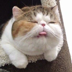 Meet your Posher, Pepper